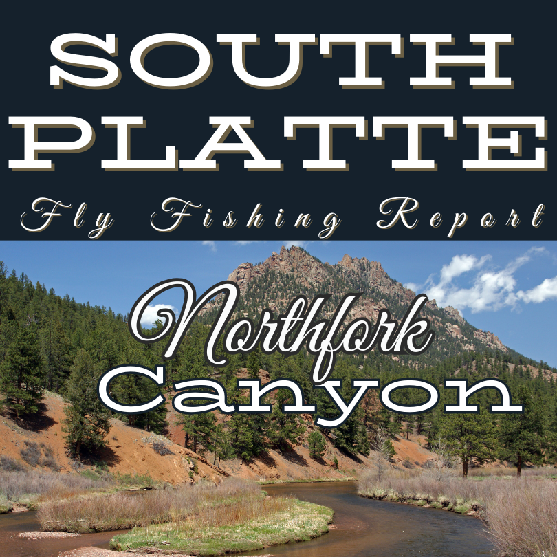 North fork of the south platte river fly fishing report