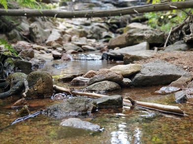 Fly Fishing in Colorado: Maximizing Success in the Spring