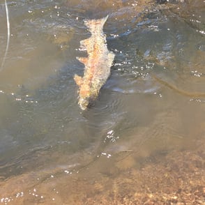 South Platte River - Deckers | Fishing Report 6.24.24