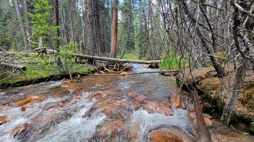 Overcoming Challenges of Fly Fishing in Small Streams