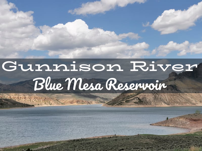 Gunnison River Fly Fishing Report Near Blue Mesa Reservoir