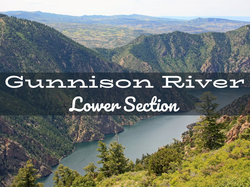 Gunnison River Fly Fishing Report lower Section