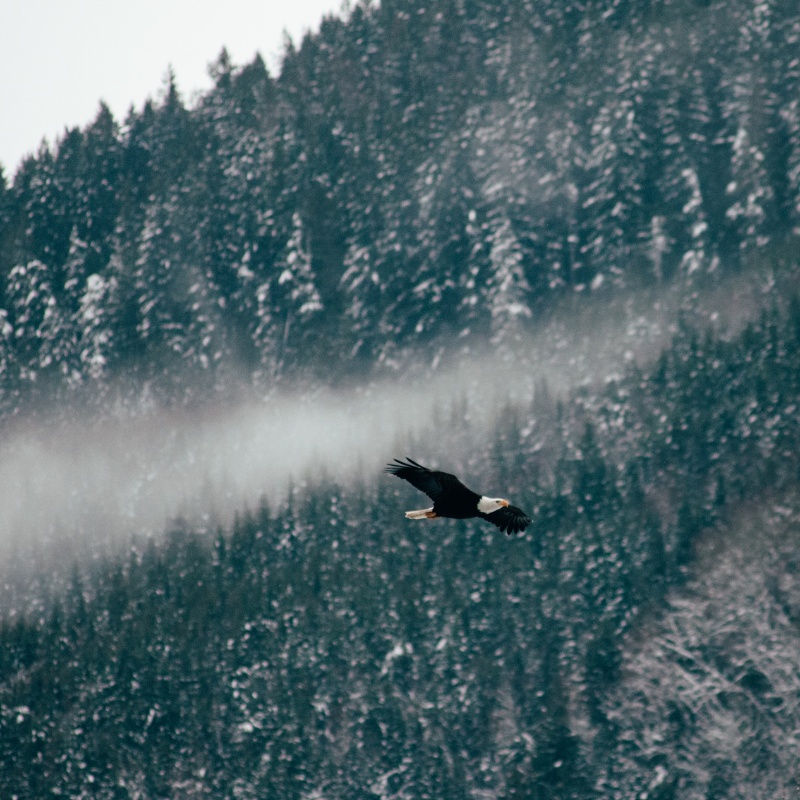 2026 Trout Close Ups (1)