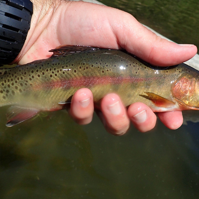 rainbow trout caught near golden colorado on clear creek