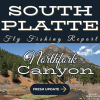 Fly fishing report for North Fork of the South Platte River. Learn about current conditions, fly patterns, and top fishing tactics for trophy-sized trout.