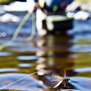 a view of a parachute adams fly up close sitting on the water