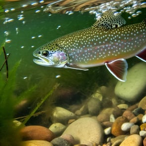 Discovering the Beauty of Brook Trout in Colorado