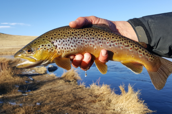 fly fishing in colorado (36)-1