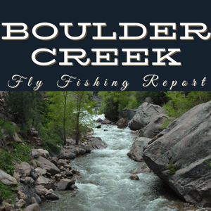 Boulder Creek Fly fishing Report near boulder colorado