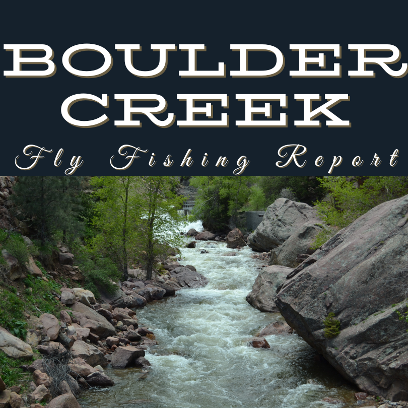 Boulder Creek Fly fishing Report near boulder colorado