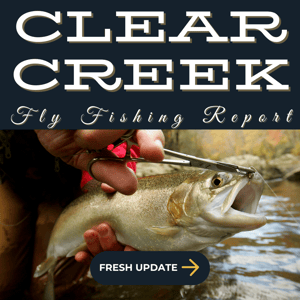 Clear Creek - Clear Creeks sparkling waters cascading over rocks amidst dense forest-1