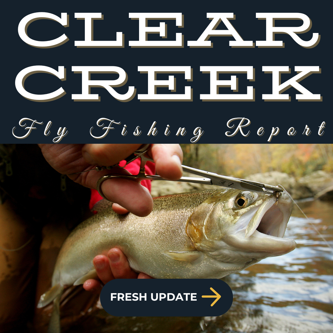 Clear Creek - Clear Creeks sparkling waters cascading over rocks amidst dense forest