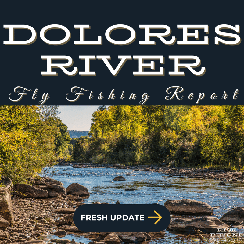 dolores river fly fishin report rise beyond fly fishing reports near gateway colorado