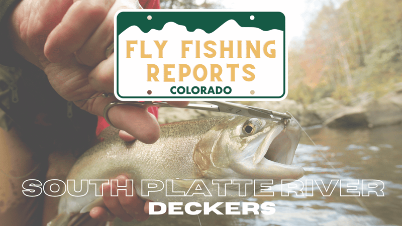 Colorado fly fishing reports for the south platte river at deckers an angler hold a nice rainbow trou up as he removes the barbless hook. 
