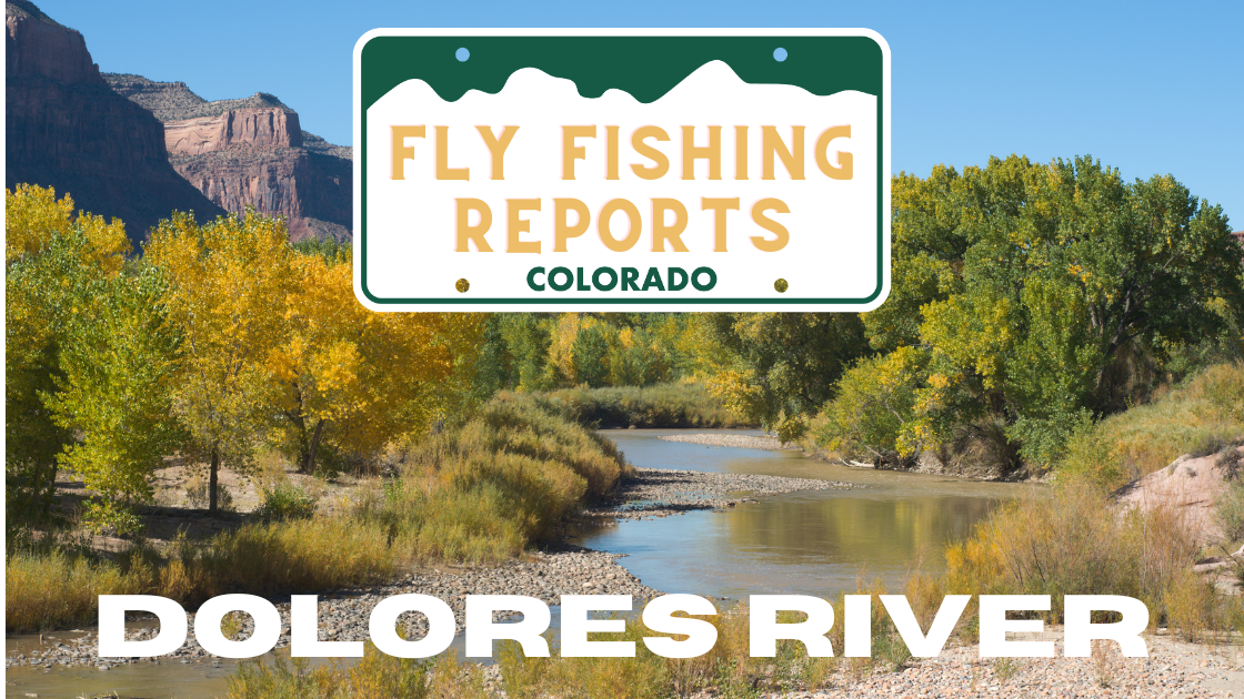 Colorado Stream Fly Fishing Reports (46)