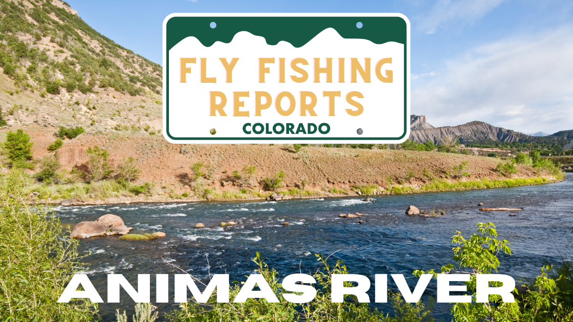 : Animas River fly fishing, Durango fly fishing, October fishing report, Colorado trout fishing, fly fishing the Animas