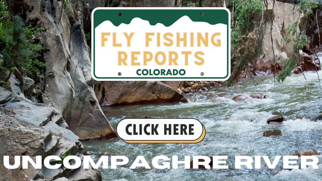 Colorado StreamUncompahgre River fly fishing, Pa-Co-Chu-Puk fishing, Colorado trout fishing, October fishing report, Ridgway Reservoir fly fishingFly Fishing Reports (53)