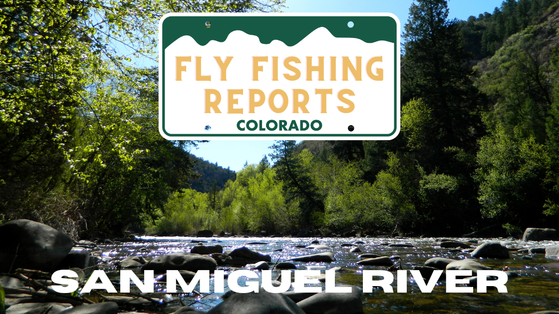 Colorado Stream Fly Fishing Reports (56)