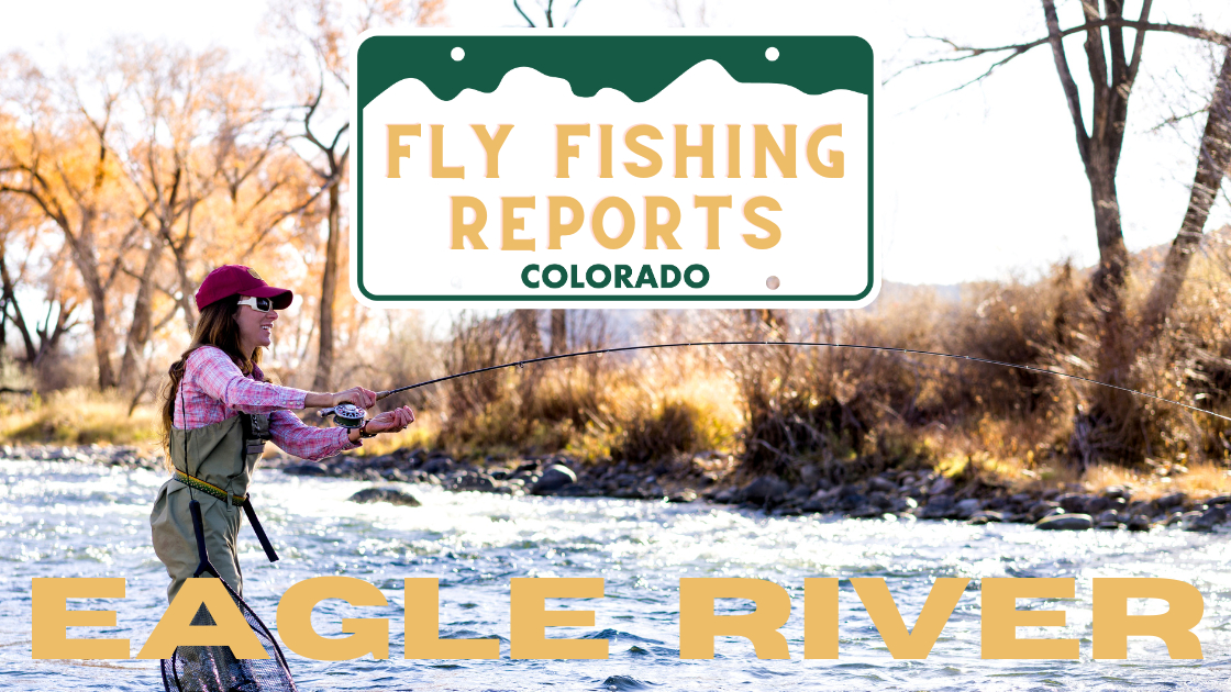 Eagle River fly fishing, Vail Valley trout fishing, October fly fishing report, Colorado trout fishing
