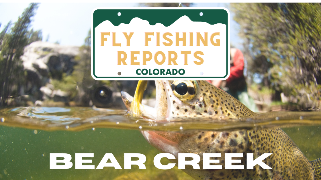  Bear Creek fly fishing, Morrison Colorado fly fishing, October fishing report, Colorado small stream fishing