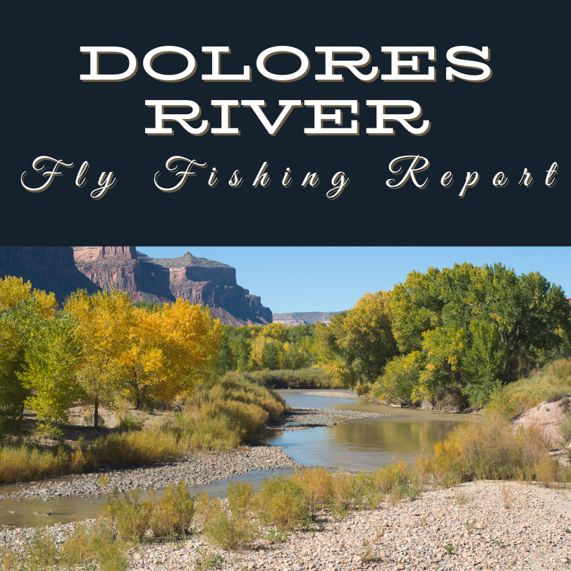 Colorado Stream Fly Fishing Reports Videos winter 2025-1