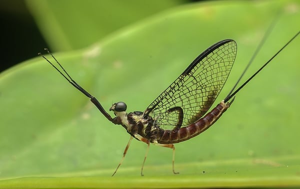 Large_mayfly