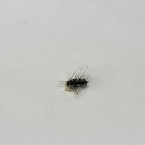 Griffin Gnat