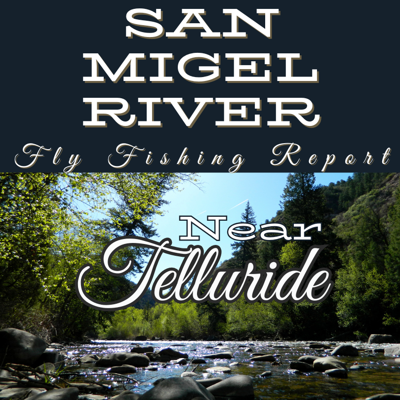 San Miguel River fly fishing report near telluride colorado