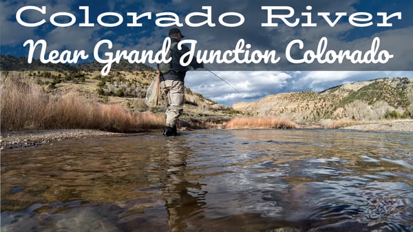 Colorado River Fly Fishing Report near Grand Junction