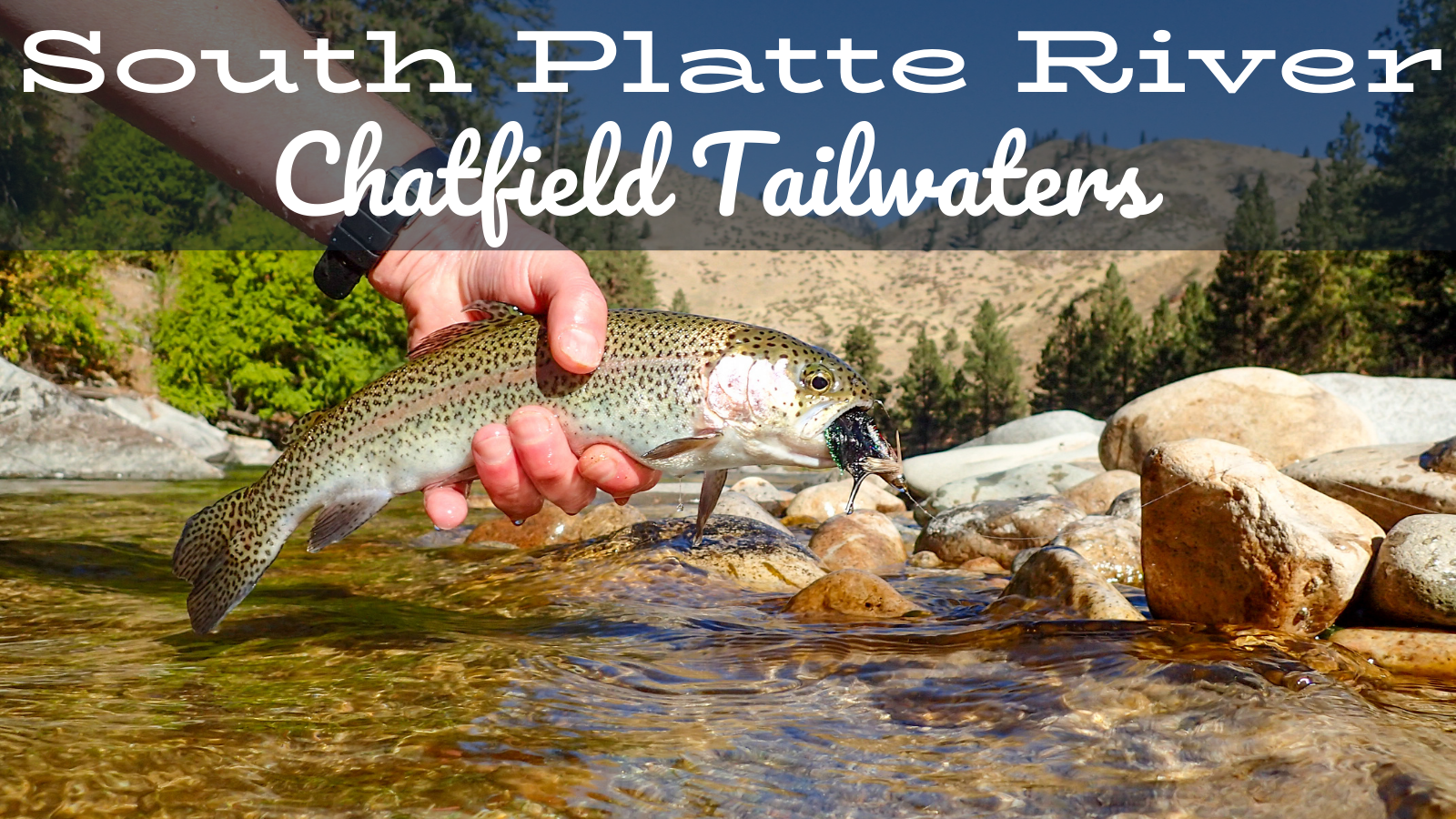 South Platte River Fly Fishing Report Chatfield Tailwater