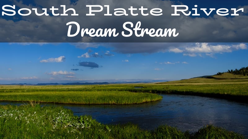 South Platte River Fly Fishing Report Dream Stream