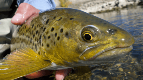 Angler displaying a brown trout, highlighting its golden-brown hues, against the backdrop of a tranquil Colorado river.