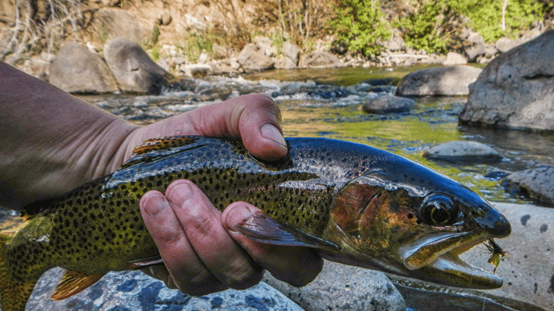 Angler holding a freshly caught trout, the water droplets on its scales catching the morning light.