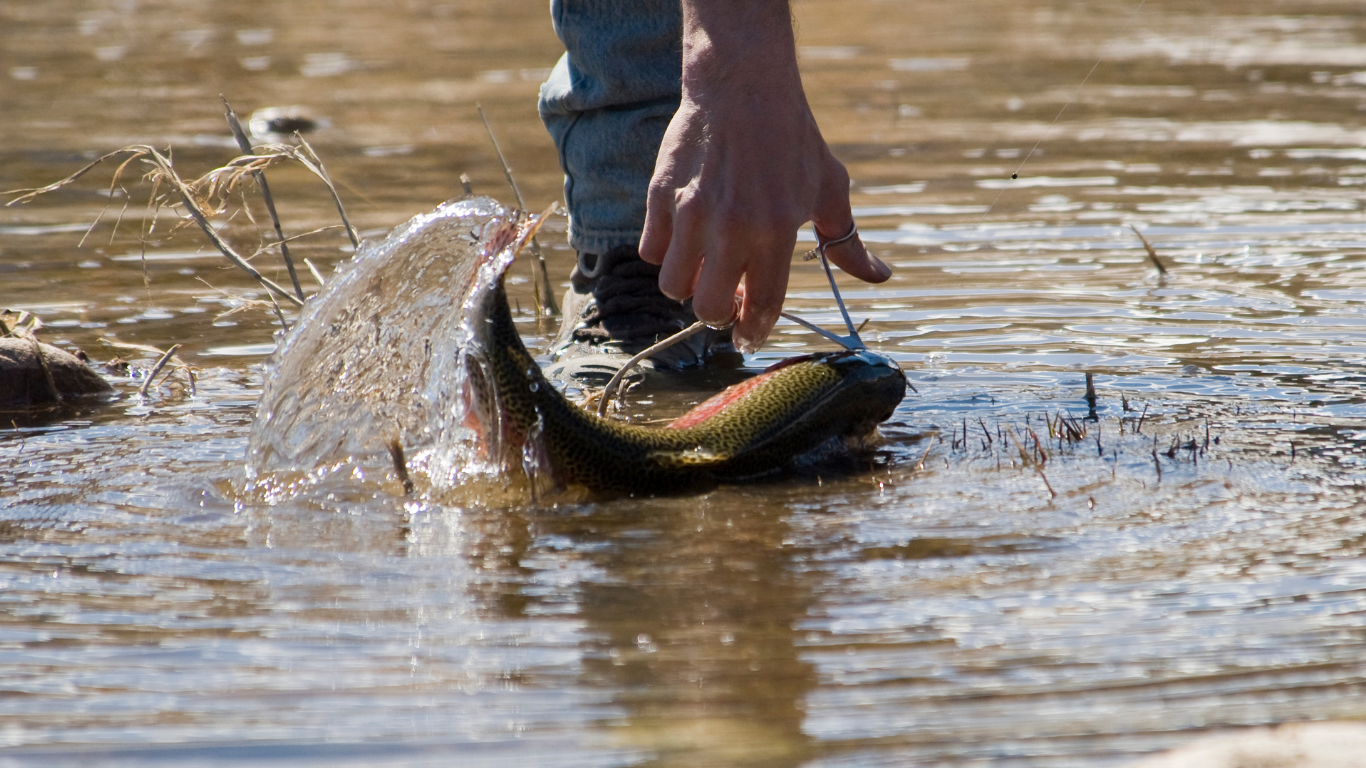 Angler showcasing a brook trout with vivid patterns, held above the cool currents of a Colorado stream.