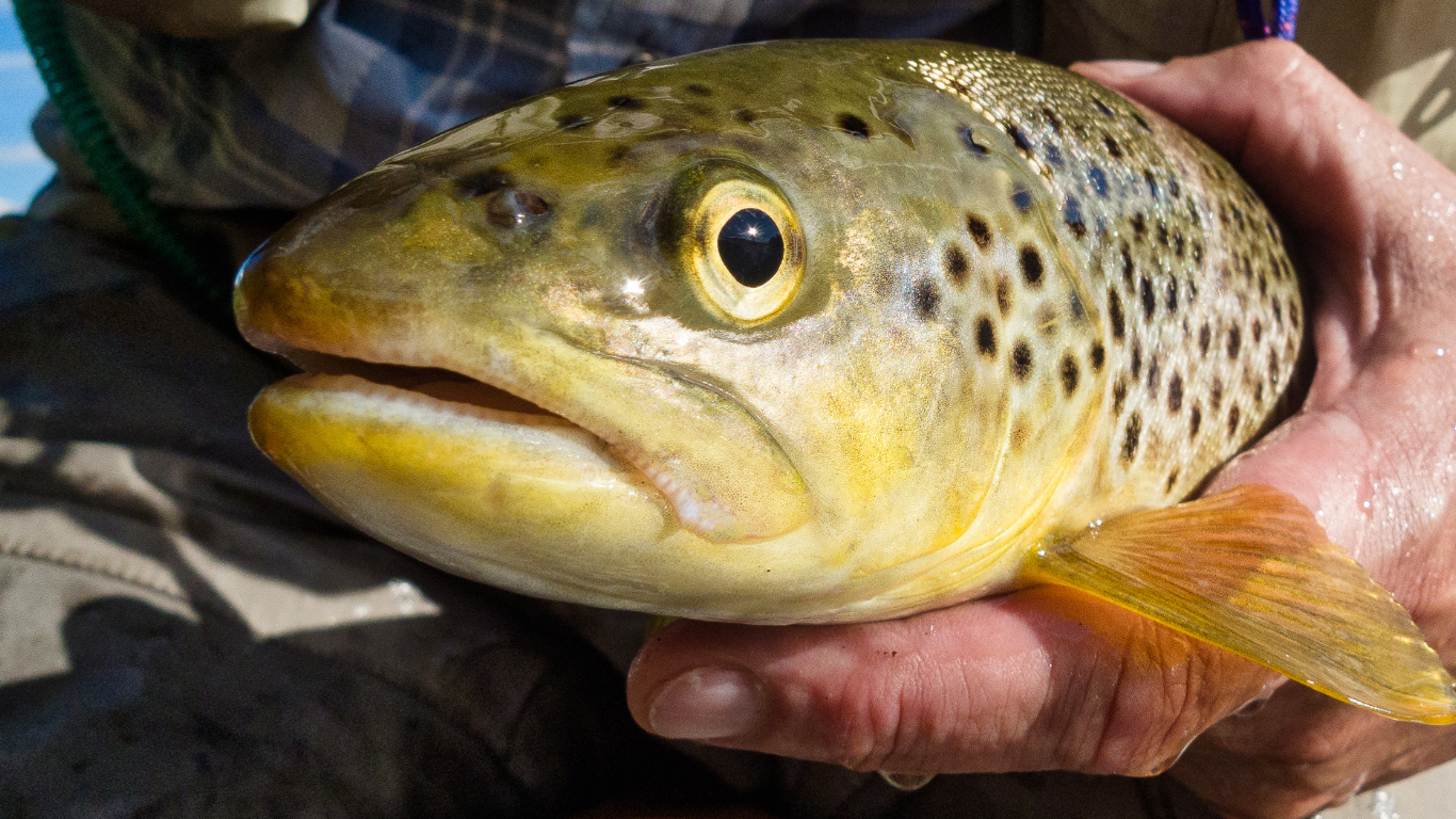 Brook trout’s vivid spots and fins highlighted in an angler’s grip, with a scenic Colorado stream in the background.