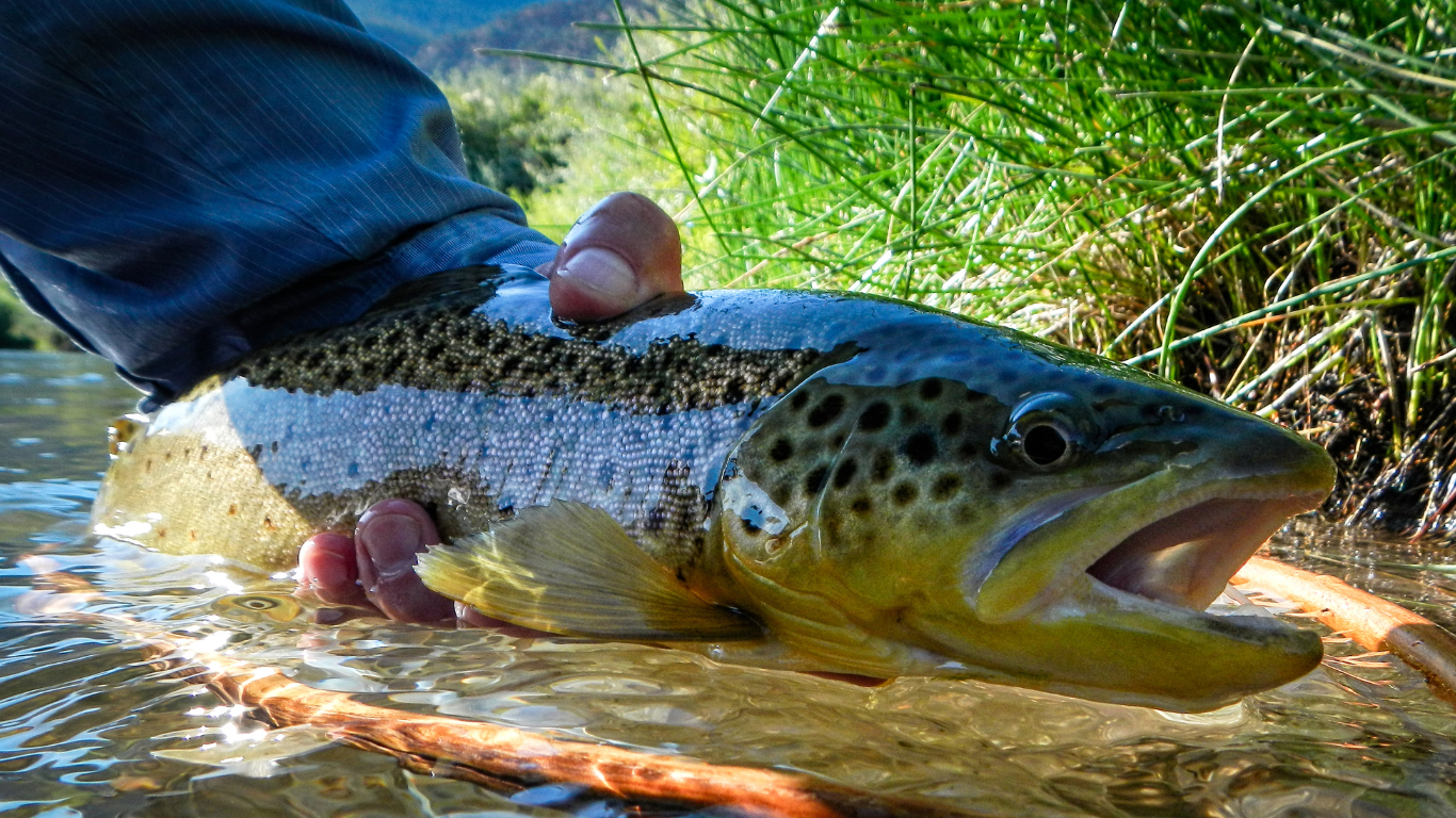 Close-up of a brook trout’s vibrant orange fins and speckled back, with a Colorado stream rushing beneath it.