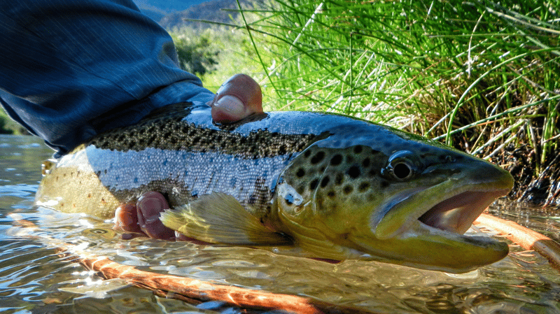 Close-up of a brook trout’s vibrant orange fins and speckled back, with a Colorado stream rushing beneath it.