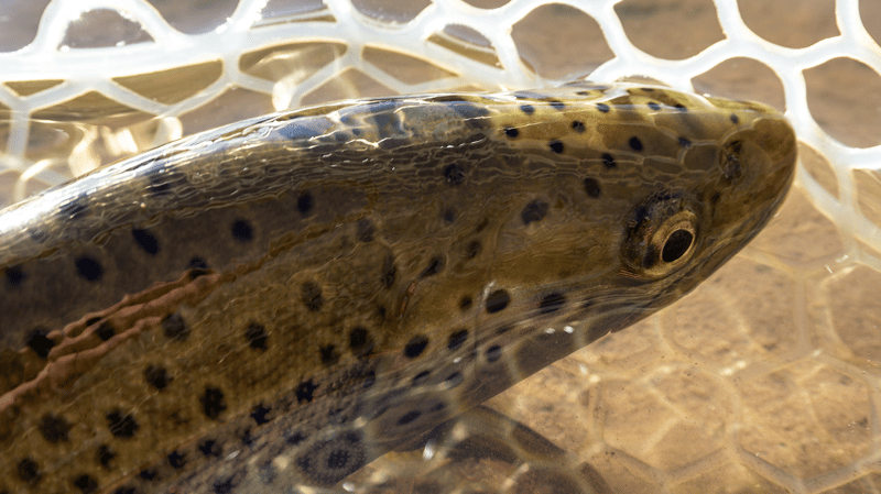 Close-up of a brown trout’s golden tones, resting in an angler’s hands above a Colorado river.