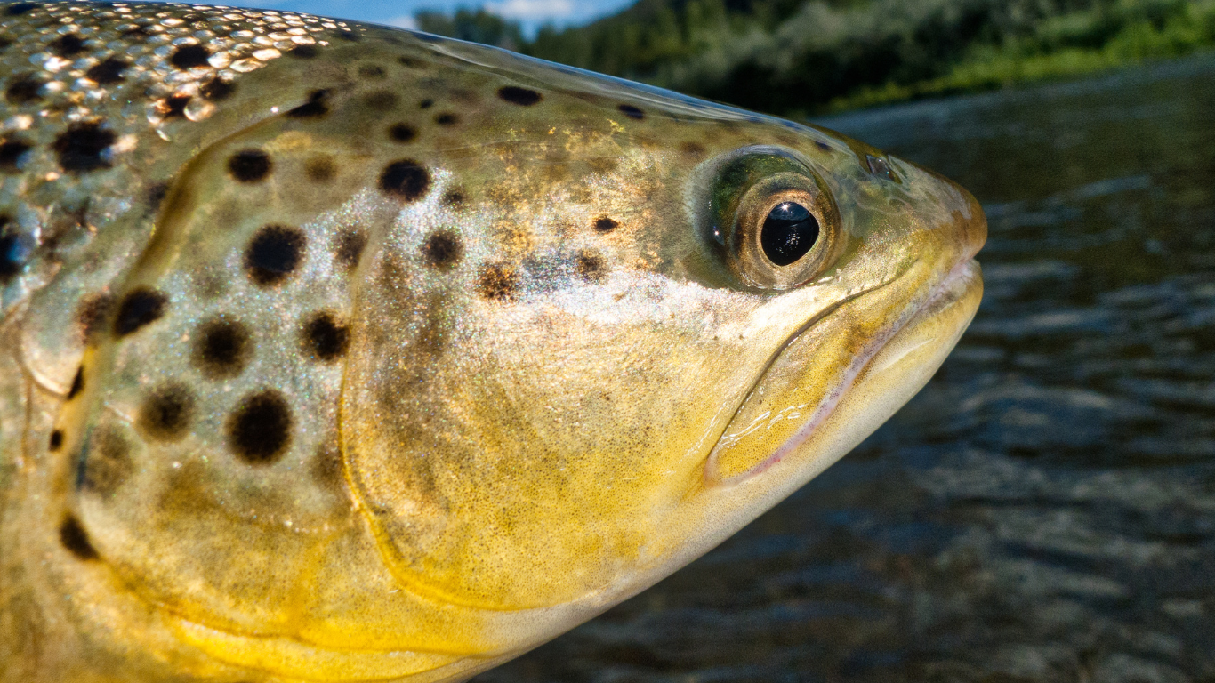 Detailed shot of a trout’s speckled skin and vibrant fins, being held gently over a rocky Colorado riverbed.