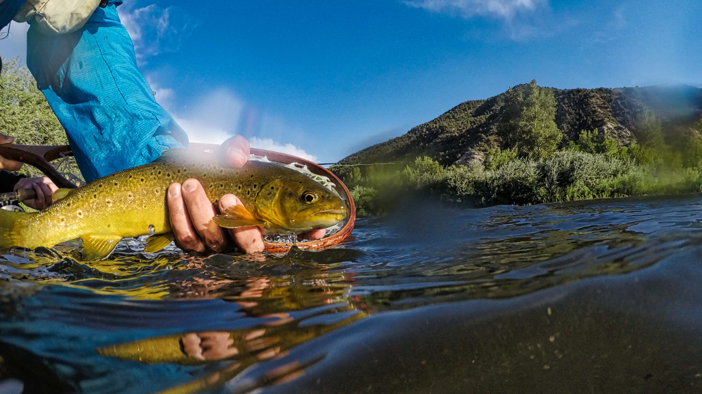 Fisherman carefully releasing a trout back into the cool waters of a Colorado mountain river.