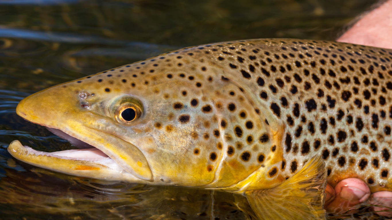 Fisherman displaying a golden-hued brook trout, its vivid colors contrasting against the cool, rushing waters of a Colorado stream.