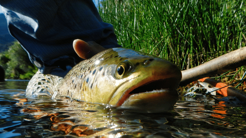 Fisherman gently holding a brown trout, highlighting its rich, earthy colors, against the backdrop of a flowing Colorado river.
