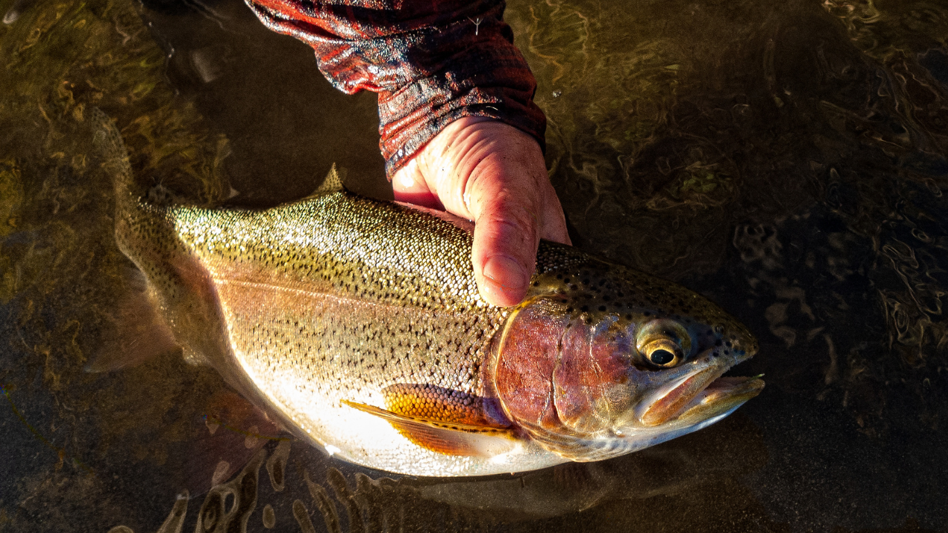 Fisherman showcasing a hefty rainbow trout, its pink stripe gleaming under the bright Colorado sky.