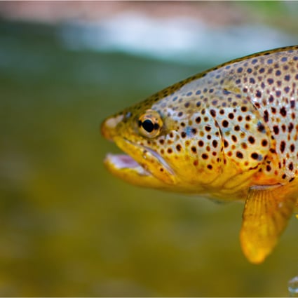 brown-trout-blue-river-pocket-water.jpg