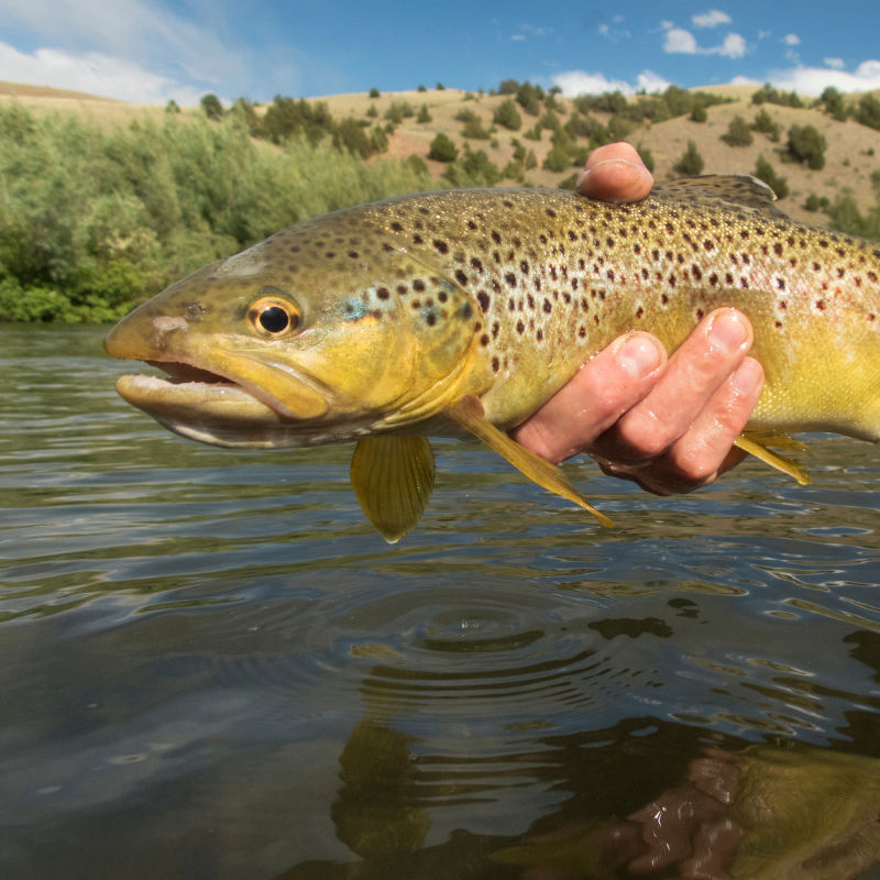 brown-trout-north-platte-river-colorado.jpg