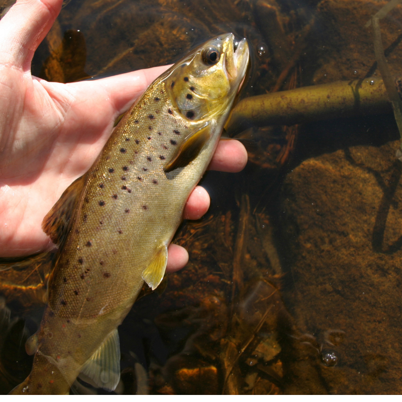 rainbow-trout-dillon-reservoir-feeder-stream.jpg