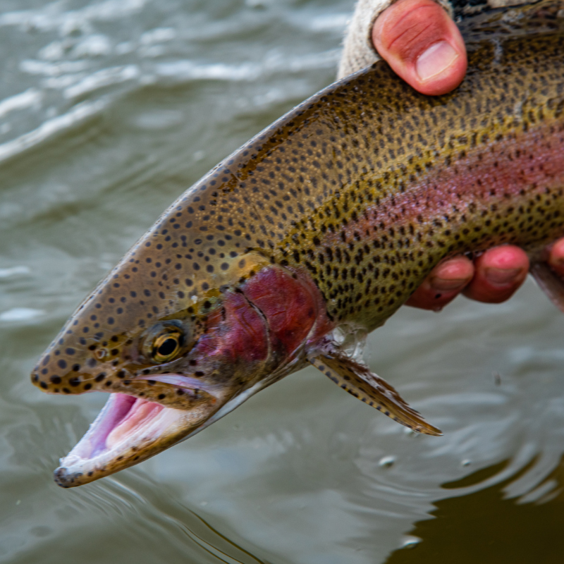 rainbow-trout-poudre-canyon-release.jpg