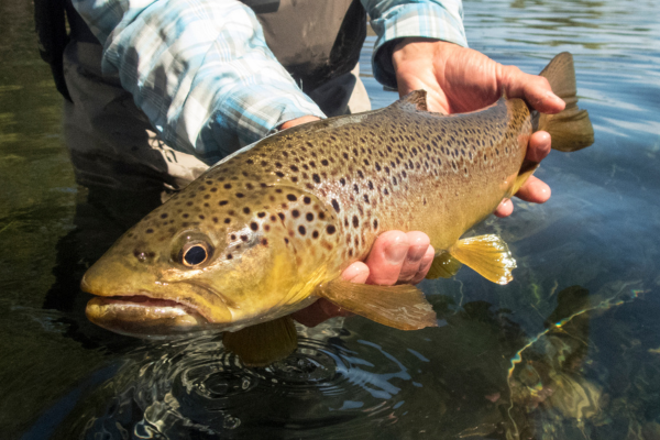 fly fishing in colorado (11)-1