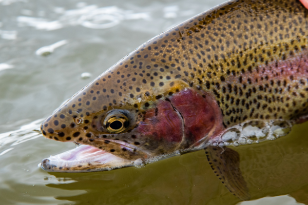 Fly fishing gear with an Olive Woolly Bugger beside the Arkansas River in winter