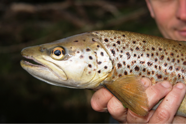 fly fishing in colorado (41)-1